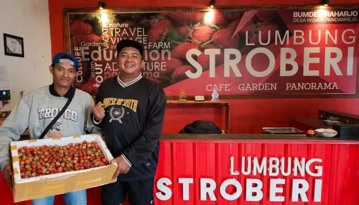 Pemuda Desa Bangun BUMDes Stroberi, Sempat Rugi Rp97 Juta Kini Raup Omzet Rp200 Juta per Bulan
