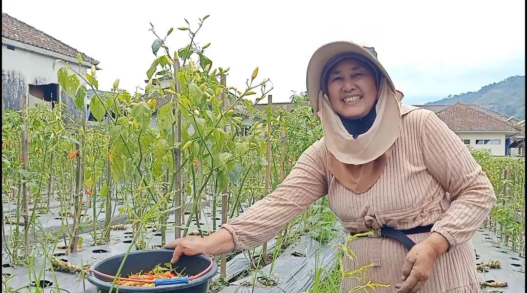 Petani cabai di Majalengka memanen hasil panen yang menurun akibat cuaca ekstrem meski harga cabai naik di pasar.
