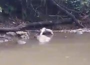 Wanita Tanpa Identitas Ditemukan Meninggal di Jabung Malang, Polisi Masih Selidiki Penyebabnya