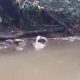 Proses evakuasi jenazah wanita tanpa identitas yang ditemukan di sungai wilayah Jabung, Kabupaten Malang.