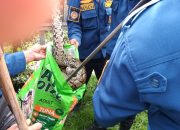 Panik! Ular Piton 4 Meter Masuk Kandang Ayam Warga Palangka Raya, Dua Indukan Langsung Dimangsa