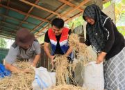 Dari Limbah Jadi Cuan, Program SI CADIAK Pertamina Sulap Jerami Jadi Energi dan Sumber Penghasilan Warga