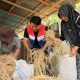 Warga mengolah jerami menjadi kompos dan produk ramah lingkungan melalui program SI CADIAK Pertamina Patra Niaga di Nagari Padang Toboh.