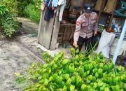 Dukung Ketahanan Pangan, Polsek Timpah Cek Pemanfaatan Lahan Pekarangan di Desa Tumbang Randang