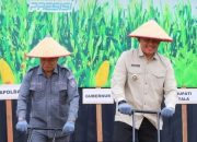 Bupati Tala Optimistis Tanah Laut Jadi Sentra Jagung Kalsel