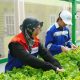 Kelompok perempuan mengikuti program pemberdayaan Pertamina Patra Niaga melalui urban farming hidroponik untuk meningkatkan ekonomi keluarga.