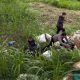 Petugas polisi dan warga menolong korban kecelakaan motor di area lereng berumput di jalur Pacet Mojokerto.