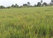Petani Satui Tanah Bumbu Laporkan Serangan Hama di 165 Hektare Sawah
