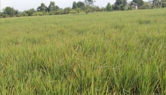 Petani Satui Tanah Bumbu Laporkan Serangan Hama di 165 Hektare Sawah