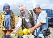 Pengunjung mencoba melon segar di lokasi wisata kebun melon di Sumedang sebelum memetik langsung dari tanaman.