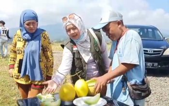 Pengunjung mencoba melon segar di lokasi wisata kebun melon di Sumedang sebelum memetik langsung dari tanaman.