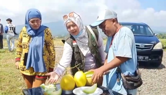 Wisata Petik Melon di Sumedang, Pengunjung Bisa Panen Langsung di Kebun