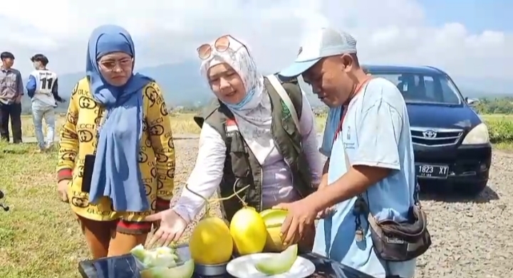 Pengunjung mencoba melon segar di lokasi wisata kebun melon di Sumedang sebelum memetik langsung dari tanaman.