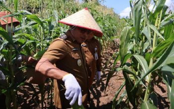 wakil bupati kotabaru syairi mukhlis panen jagung manis di lahan pemda desa sebelimbingan