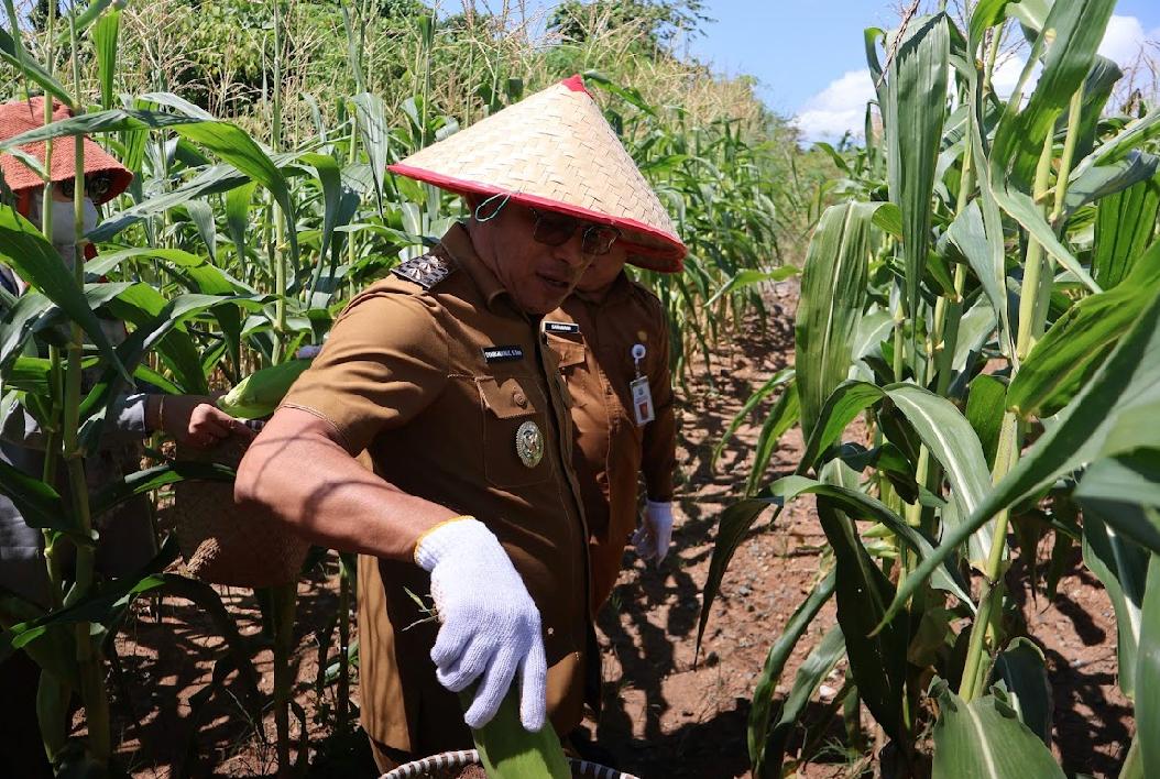 wakil bupati kotabaru syairi mukhlis panen jagung manis di lahan pemda desa sebelimbingan