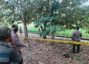 Petugas polisi melakukan olah TKP di lokasi penemuan pria meninggal di area persawahan Desa Garagata, Tabalong.