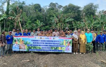 Dukung Swasembada Pangan 2026, Petani Tabalong Tanam Jagung Serentak di Muara Harus