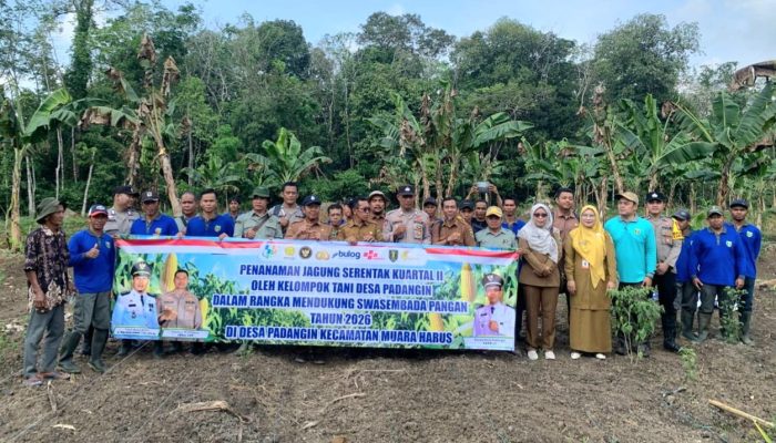 Dukung Swasembada Pangan 2026, Petani Tabalong Tanam Jagung Serentak di Muara Harus