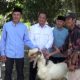 bupati sukamara menyerahkan bantuan kambing etawa kepada kelompok peternak desa kartamulia