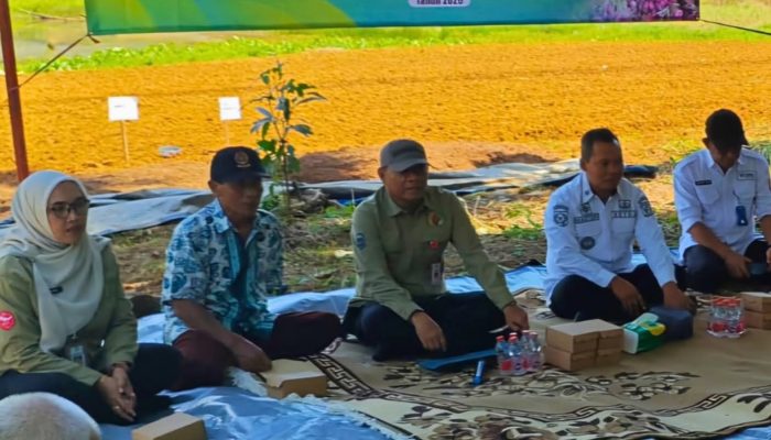 lPerkuat SDM Petani, Distanhorbun Tanah Laut Datangkan Pakar Nganjuk untuk Budidaya Bawang Merah