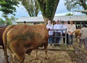 Jelang Iduladha, DPRD Tala Cek Stok Hewan Kurban di Sarang Halang