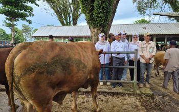 Komisi II DPRD Tanah Laut meninjau sapi kurban saat sidak di Pasar Hewan Sarang Halang, Pelaihari, jelang Iduladha 1447 H.