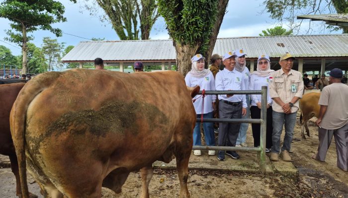 Jelang Iduladha, DPRD Tala Cek Stok Hewan Kurban di Sarang Halang