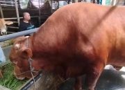 Sapi Limosin 1,8 Ton Milik Peternak Kuningan Jadi Kurban Presiden Prabowo