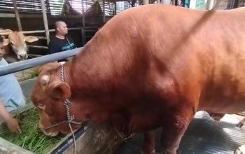 Sapi Limosin 1,8 Ton Milik Peternak Kuningan Jadi Kurban Presiden Prabowo