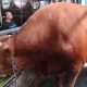 Sapi limosin berbobot 1,8 ton milik peternak Kuningan yang terpilih menjadi hewan kurban Presiden Prabowo Subianto.