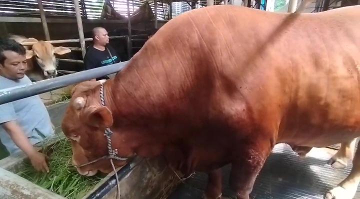 Sapi limosin berbobot 1,8 ton milik peternak Kuningan yang terpilih menjadi hewan kurban Presiden Prabowo Subianto.