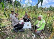 Polsek Halong Dampingi Petani Tanam Jagung di Balangan