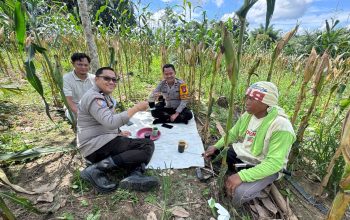Polsek Halong Dampingi Petani Tanam Jagung di Balangan