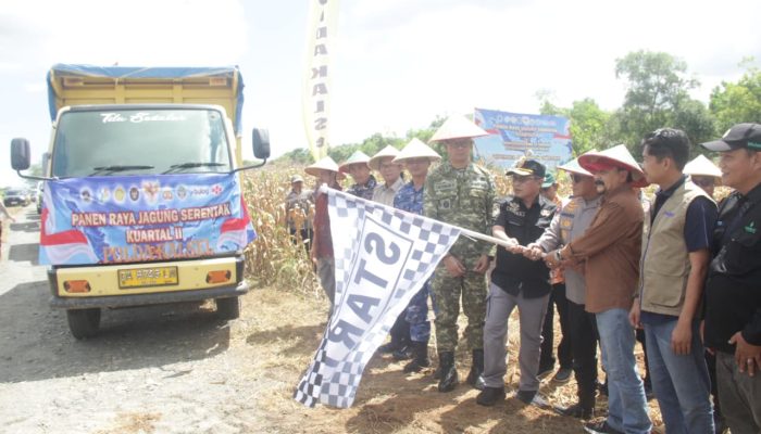 Polda Kalsel Panen Raya Jagung di Tanah Laut, Produksi Tembus 4 Ton per Hektare