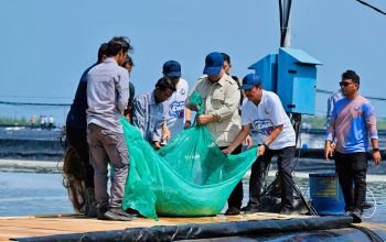 Presiden Prabowo memegang udang vannamei hasil panen di tambak BUBK Kebumen.