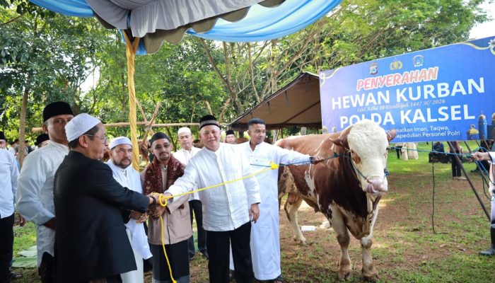 Polda Kalsel Sembelih 159 Hewan Kurban, 28 Sapi Dibagikan ke Ponpes dan Panti Asuhan