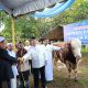 Polda Kalsel Sembelih 159 Hewan Kurban, 28 Sapi Dibagikan ke Ponpes dan Panti Asuhan
