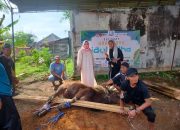 DPW SWI Kalsel Apresiasi PT NNAS Salurkan Sapi Kurban di Banjarbaru