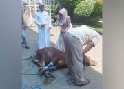 Tingkatkan Kepedulian Sosial di Momen Idul Adha 1447 H, BAPEKIS dan YBM BRI Kuala Kapuas Potong Sapi Kurban