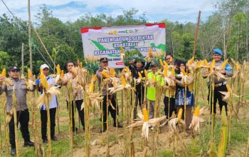 Poktan Bina Usaha Tabalong Panen 2 Ton Jagung Pakan di Lahan 1 Hektar