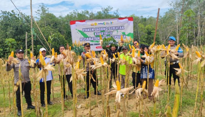 Poktan Bina Usaha Tabalong Panen 2 Ton Jagung Pakan di Lahan 1 Hektar