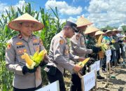 Polres Kotabaru Panen Raya Jagung di Pulau Laut Barat, Hasil Capai 1,3 Ton
