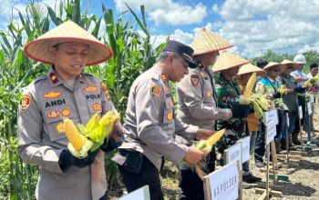 Polres Kotabaru Panen Raya Jagung di Pulau Laut Barat, Hasil Capai 1,3 Ton