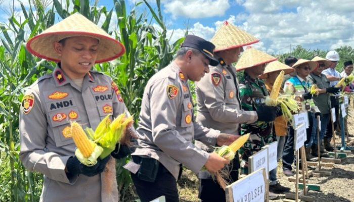 Polres Kotabaru Panen Raya Jagung di Pulau Laut Barat, Hasil Capai 1,3 Ton
