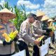 Polres Kotabaru Panen Raya Jagung di Pulau Laut Barat, Hasil Capai 1,3 Ton