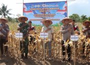 Panen Raya Jagung di Bantul, Polri Bangun Gudang Ketahanan Pangan