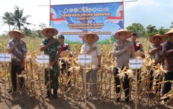 Kapolres Bantul bersama jajaran TNI dan petani memanen jagung saat panen raya jagung serentak di Srigading, Sanden, Bantul.