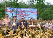Polres Tabalong Ikut Panen Raya Jagung Serentak, Hasil Panen Disalurkan ke Bulog