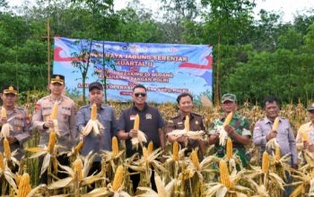 Polres Tabalong Ikut Panen Raya Jagung Serentak, Hasil Panen Disalurkan ke Bulog