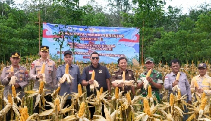 Polres Tabalong Ikut Panen Raya Jagung Serentak, Hasil Panen Disalurkan ke Bulog